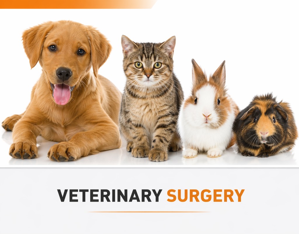 Veterinary surgery instruments (DIMEDA)